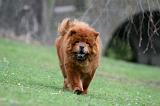 CHOW CHOW 715